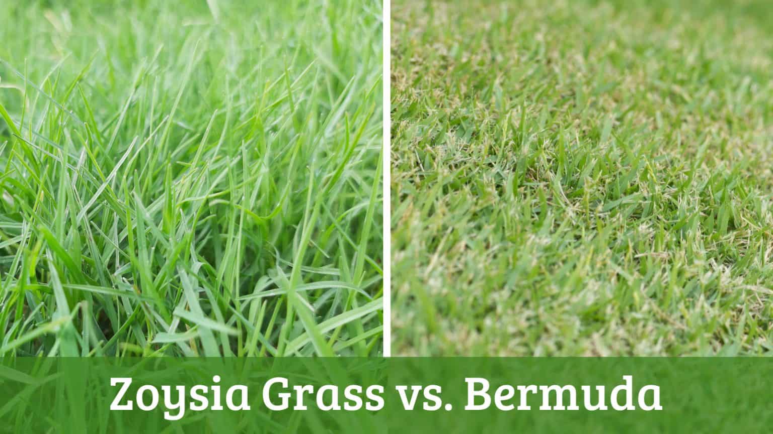 Zoysia Grass Vs Bermuda Which Is Better For Your Lawn
