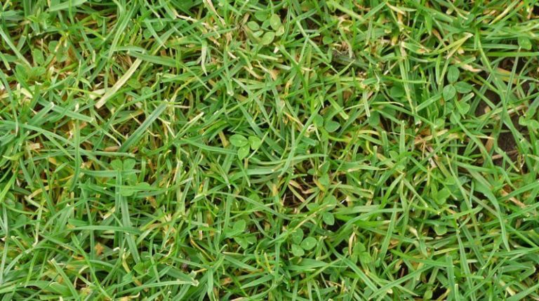 Remove Clover, Medick and Trefoils From Your Lawn