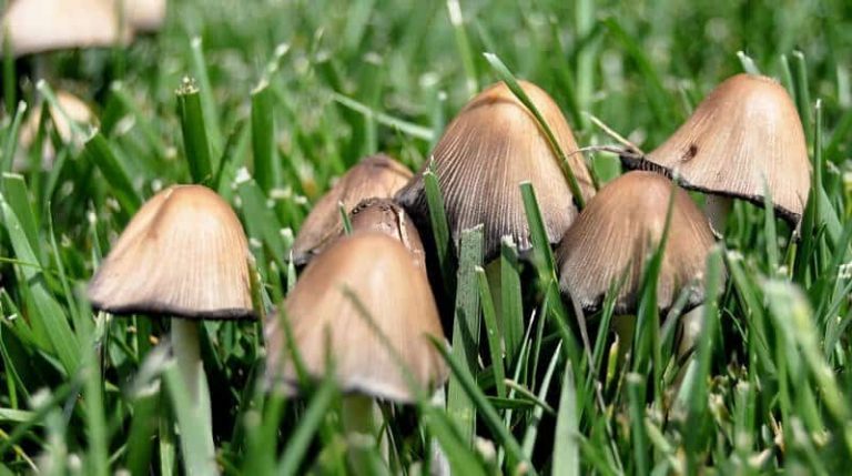 Mushrooms In The Lawn How To Remove Them And Prevent Them Growing Back 1091