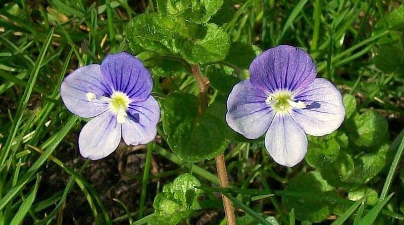 How to Get Rid of Germander Speedwell & Slender Speedwell From Your Lawn