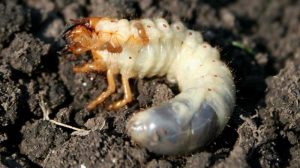 Chafer Grubs: How to Kill, Remove and Prevent them From Invading Your Lawn