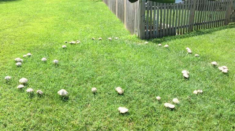 fairy-rings-in-your-lawn-how-to-remove-them-and-prevent-them-returning