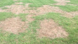 Dry Patch in Your Lawn: The Causes, The Cure, & How to Prevent it