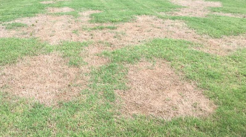 dry-patch-in-your-lawn-the-causes-the-cure-how-to-prevent-it