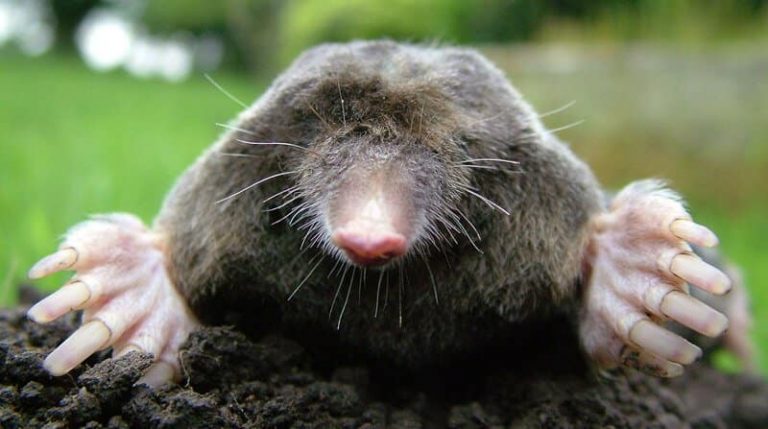 How to Get Rid of Moles From Your Garden Lawn & Stop them ...