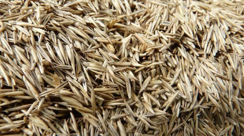 4 Types Of Grass Seed UK How To Choose The Right One