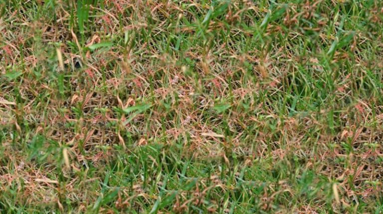 Red Thread & Pink Patch in the Lawn: What Causes it and How to Cure it