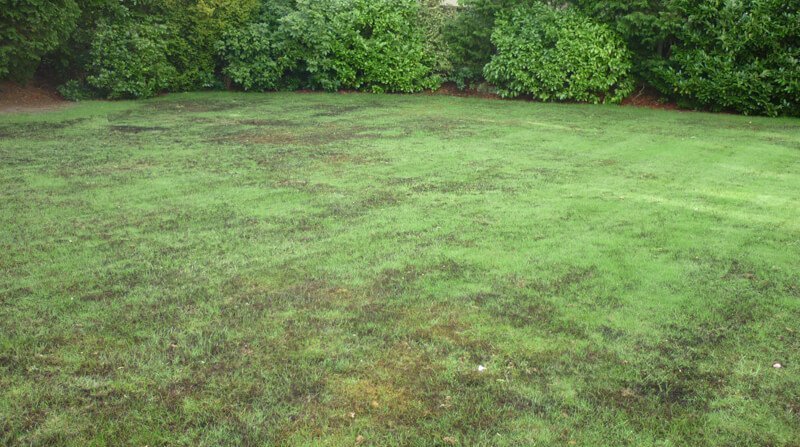 How To Kill Moss In Lawn Australia