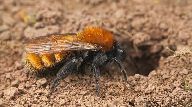 How to get rid of mining bees