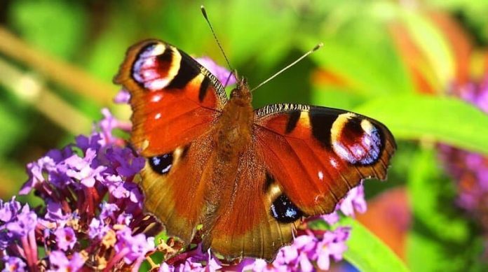 Buddleia Plant Care: How To Plant, Grow And Prune The Butterfly Bush