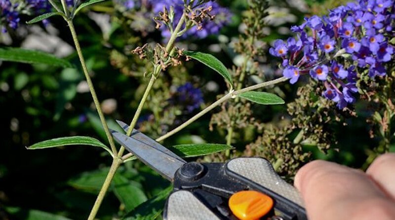 Pruning Buddleias Butterfly Bushes How When To Prune