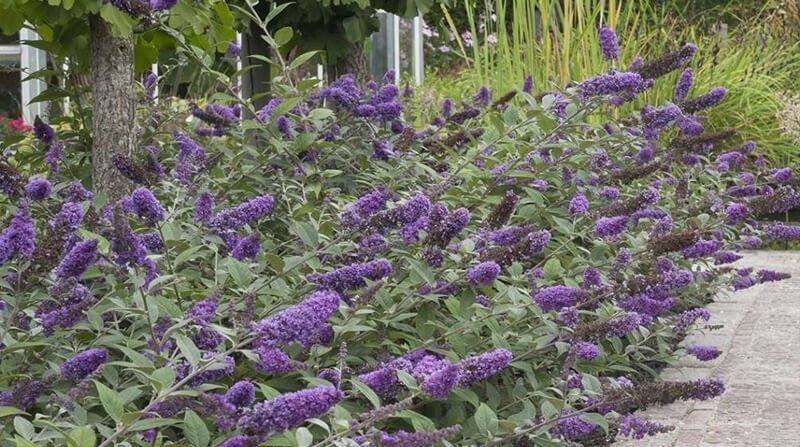 Buddleia Plant Care: How To Plant, Grow And Prune The Butterfly Bush