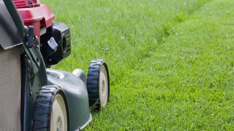 When to Cut Grass: Your Annual Lawn Mowing Guide