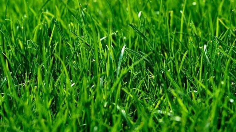 Which Types of Grass Are Best For UK Lawns? When To Use Which Type