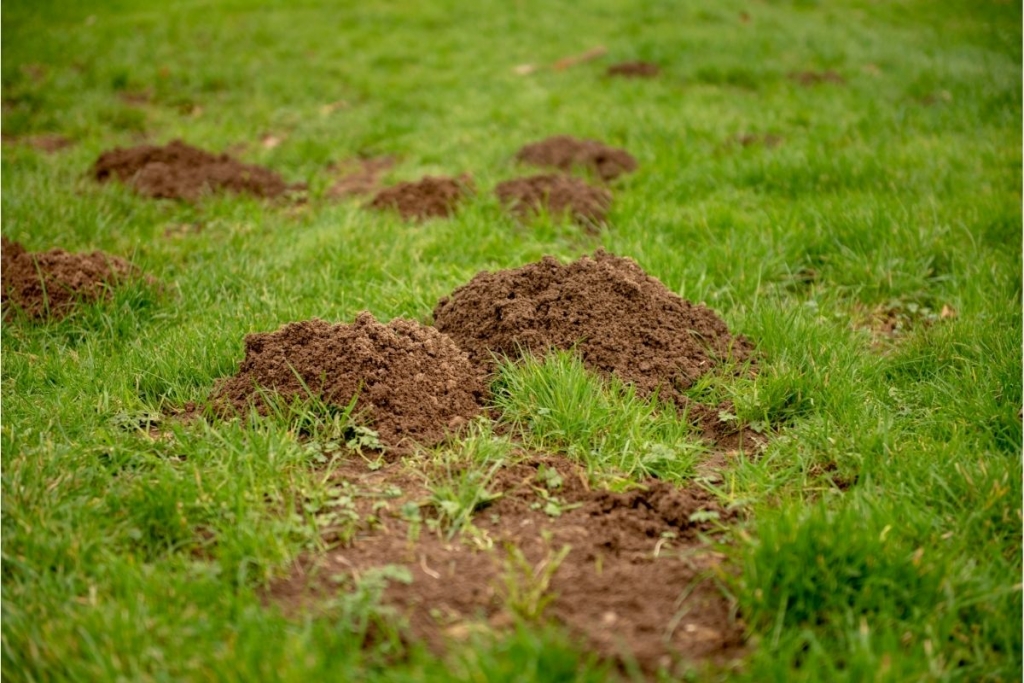 Small Holes in Lawn Overnight - Causes & How to Fill Them