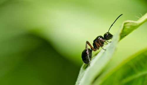 How to Kill Ants in Your Lawn, Remove Ant Hills & Prevent Them Returning