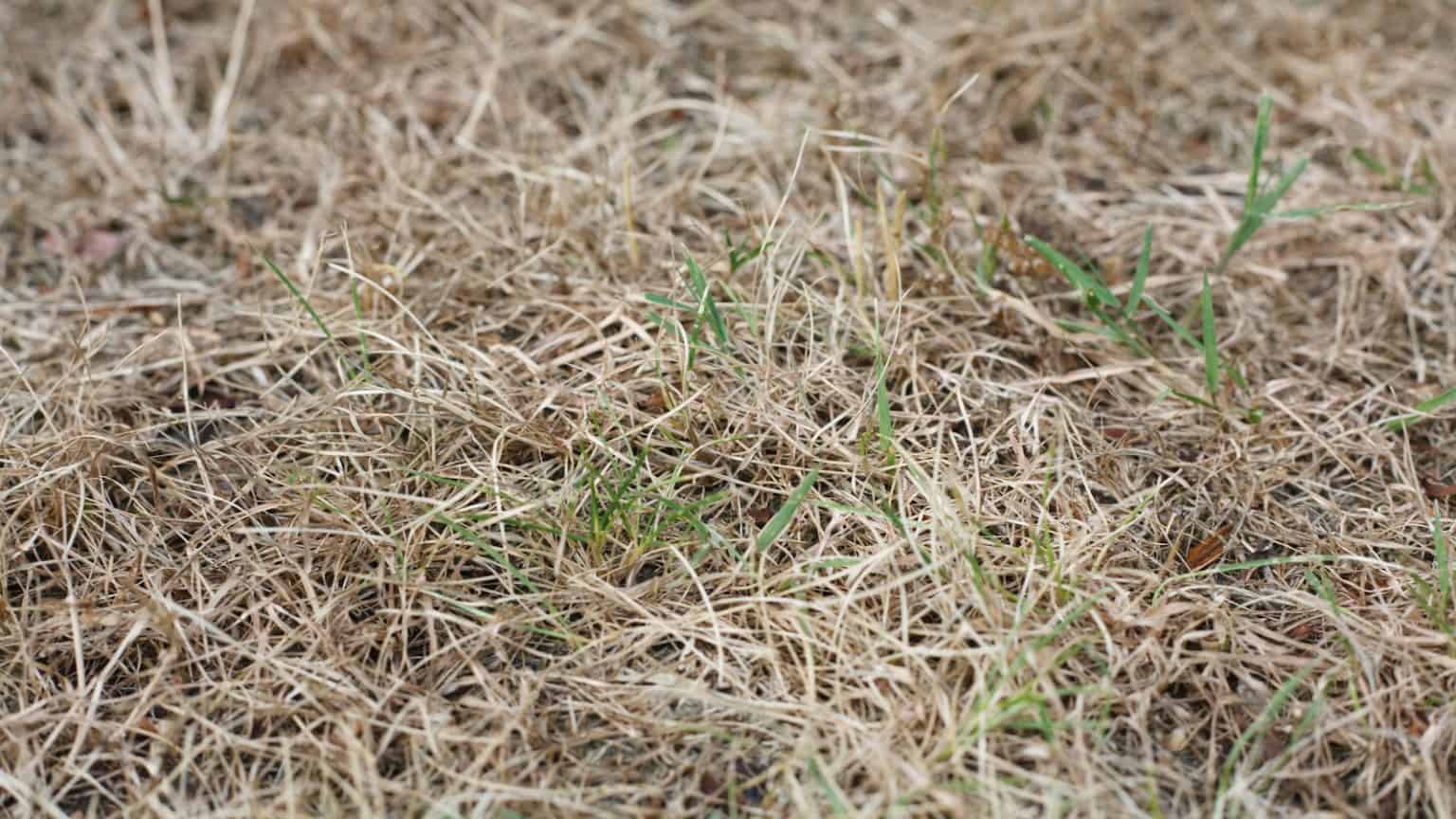 dormant-grass-vs-dead-grass-how-to-tell-the-difference