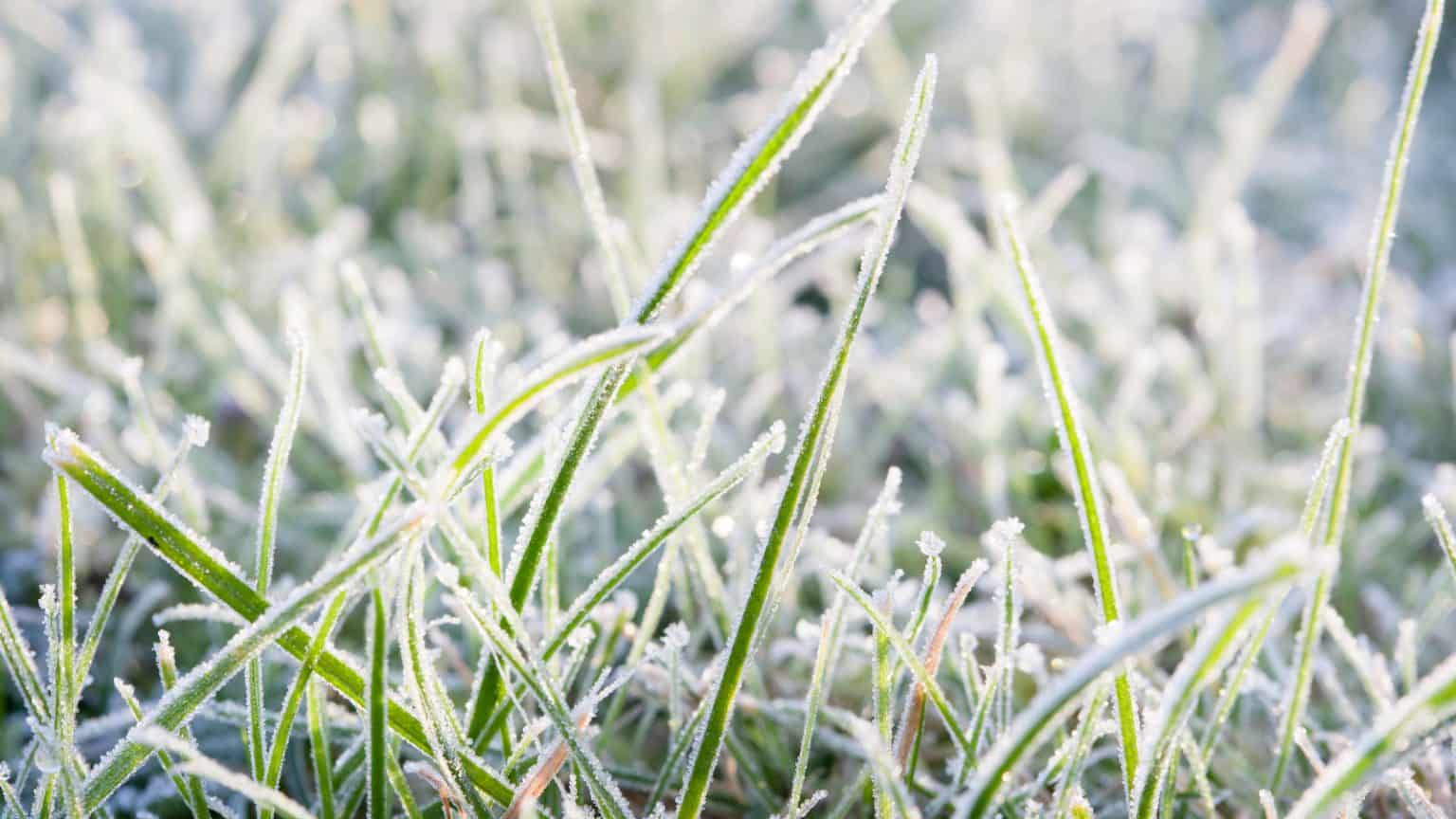 does-grass-die-in-winter-how-to-tell