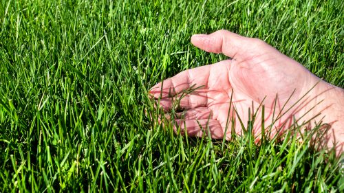 Tall Fescue vs. Bermuda - What Are the Differences?