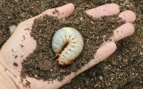 Grub Damage vs. Fungus - How to Identify Your Problem