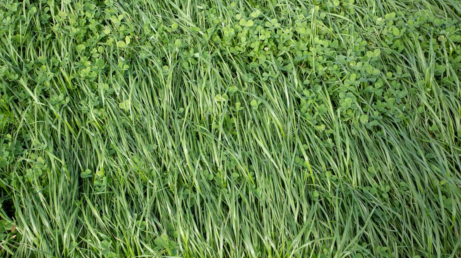 When Does Annual Ryegrass Die 6 Things To Know