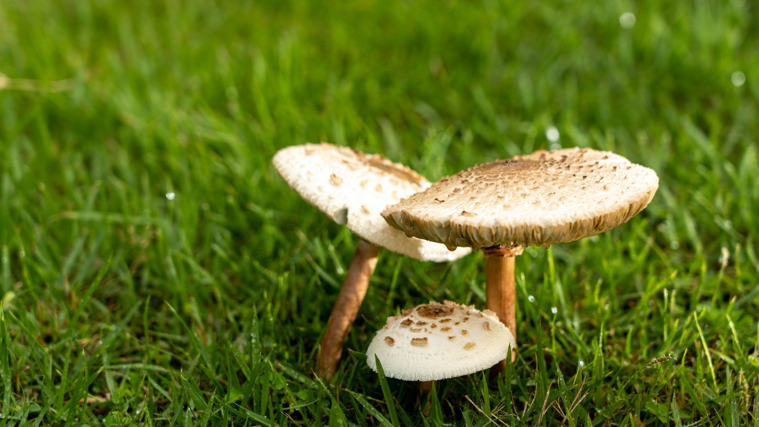 mushrooms-in-the-lawn-how-to-remove-them-prevent-them-growing-back