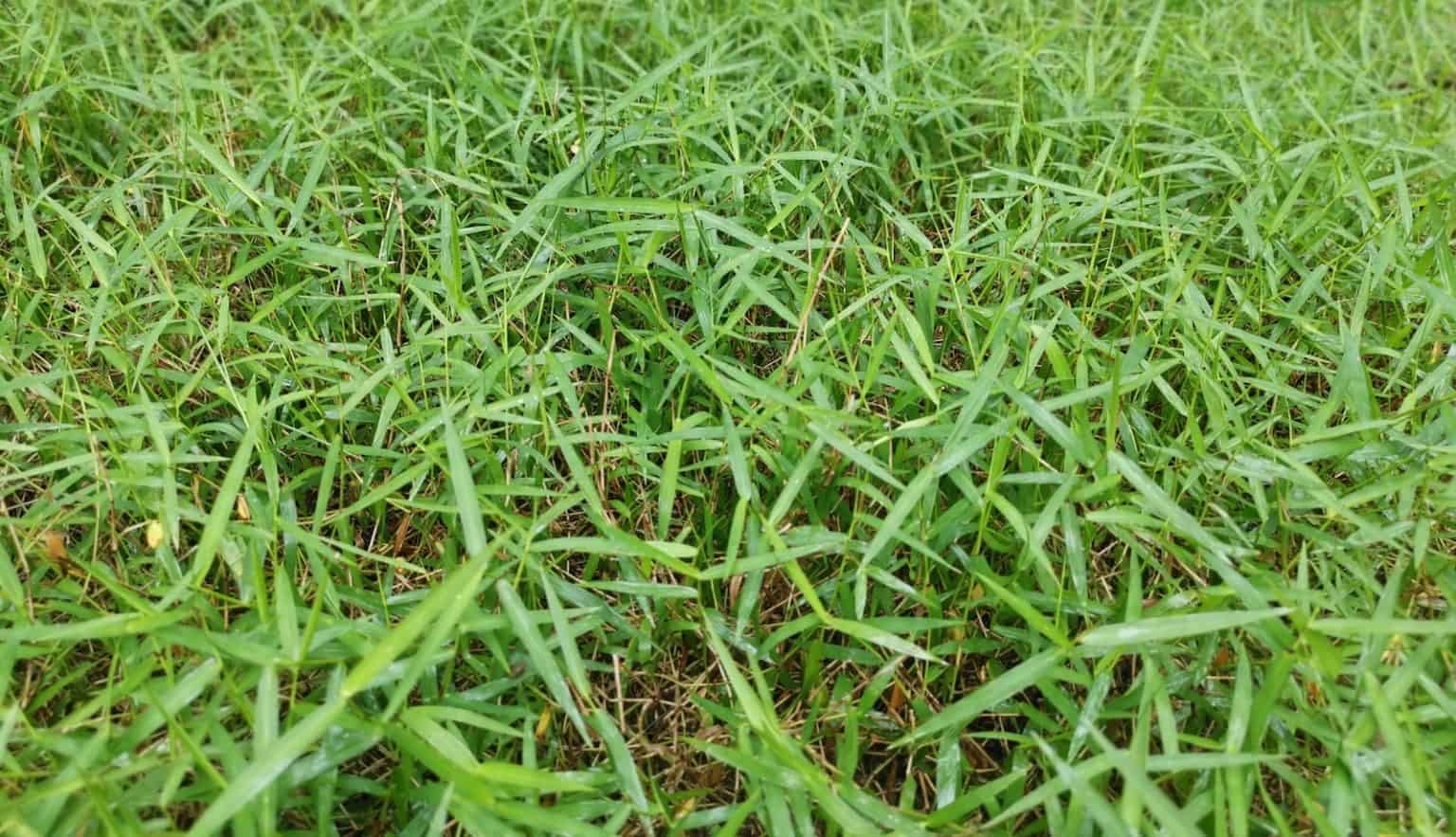 Zoysia Grass vs. Bermuda Which Is Better for Your Lawn?