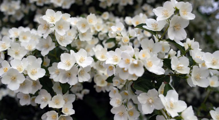 Pruning Mock Orange - Philadelphus - How And When To Prune ...