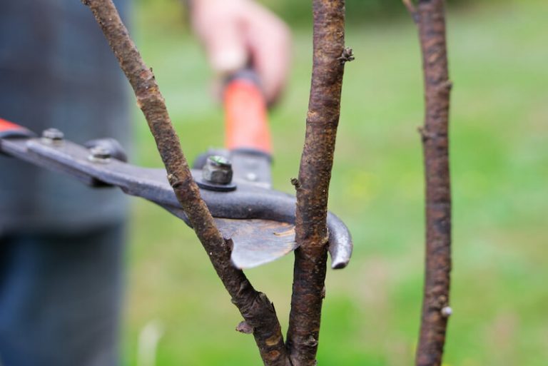 Pruning Ribes - Flowering Currant - How & When To Prune - Gardenseeker.com