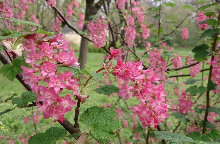 When Do You Prune Currant Bushes