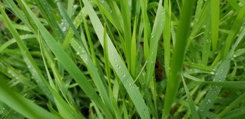 Pros And Cons of Ryegrass - Should You Go for It?