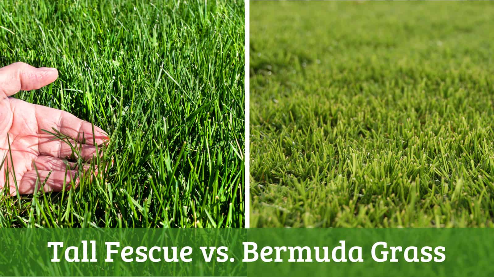 Everything to Know About Growing Tall Fescue Grass