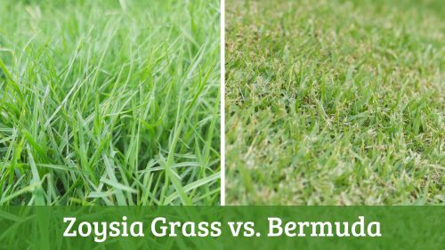 Zoysia Grass vs. Bermuda - Which Is Better for Your Lawn?