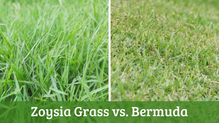 Zoysia Grass Vs. Bermuda - Which Is Better For Your Lawn?